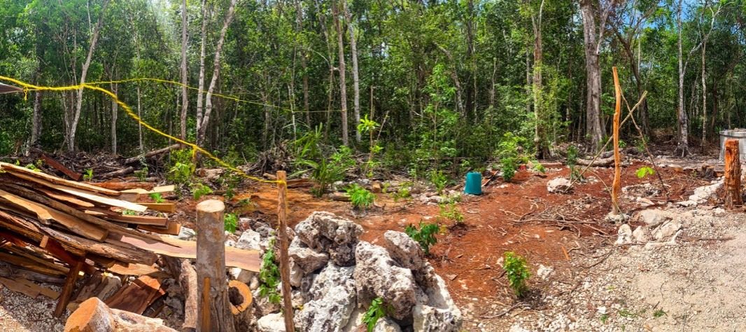 Panoramic view of the cleared plot in the rainforest, with timber and limestone rocks